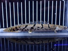 画像2: 【淡水魚】【通販】大きめ No10 ポリプテルス ポリプテルス ロイヤルバンドデルヘジィ(タイガーバンド)【個体販売大型魚(生体)(熱帯魚)NKO (2)