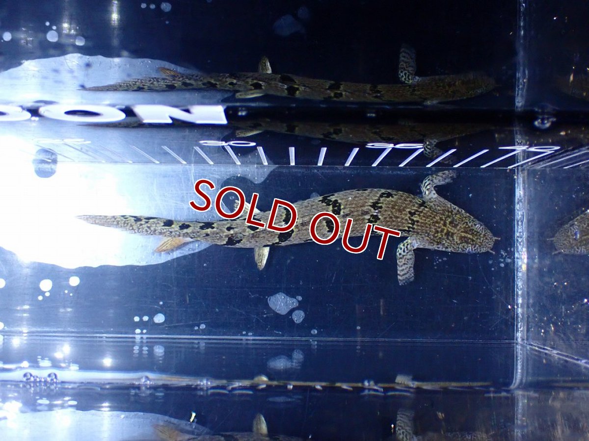 画像3: 【10%OFF対象商品30周年セール】【淡水魚】【通販】大きめ No10 ポリプテルス ポリプテルス ロイヤルバンドデルヘジィ(タイガーバンド)【個体販売大型魚(生体)(熱帯魚)NKO (3)