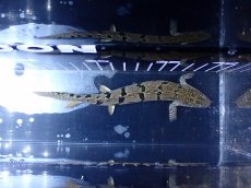 画像3: 【淡水魚】【通販】大きめ No10 ポリプテルス ポリプテルス ロイヤルバンドデルヘジィ(タイガーバンド)【個体販売大型魚(生体)(熱帯魚)NKO (3)