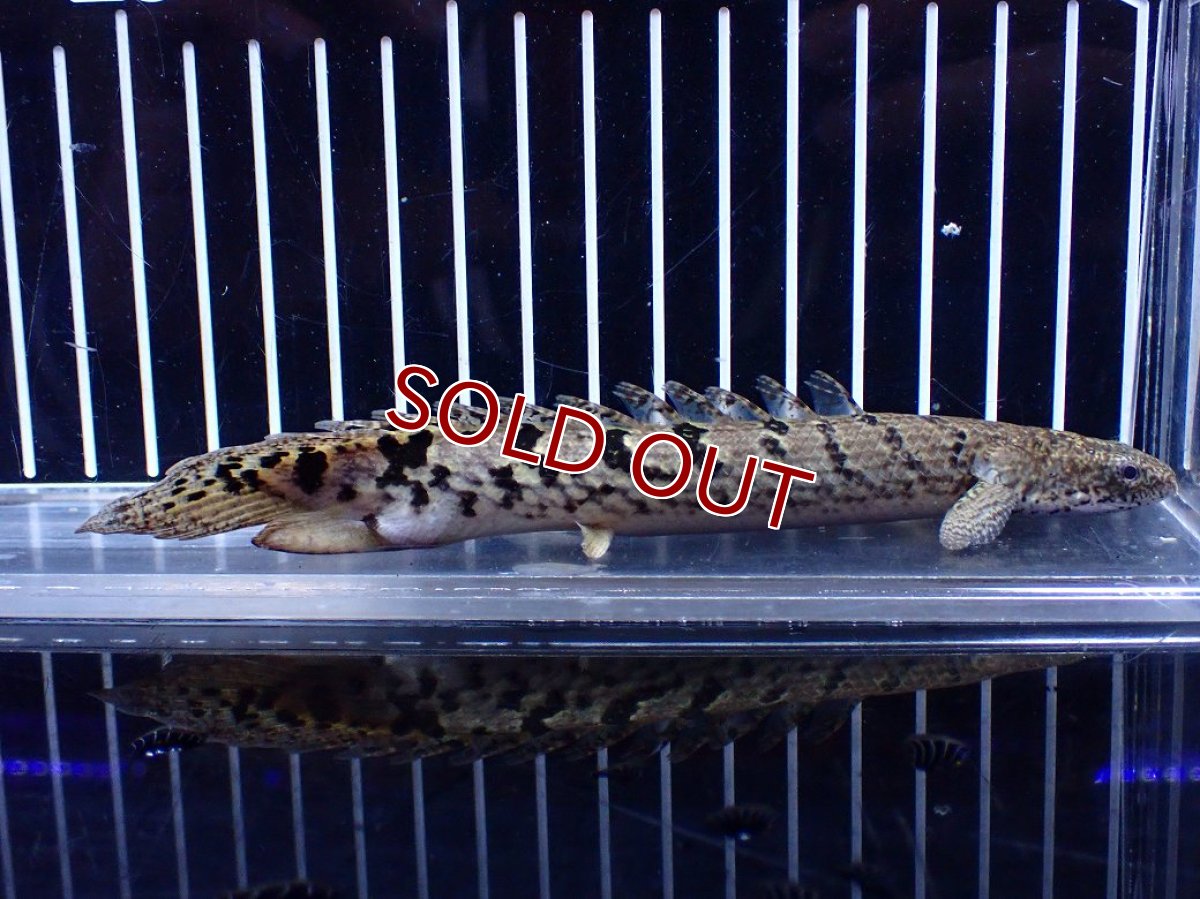 画像1: 【10%OFF対象商品30周年セール】【淡水魚】【通販】大きめ No11 ポリプテルス ポリプテルス ロイヤルバンドデルヘジィ(タイガーバンド)【個体販売大型魚(生体)(熱帯魚)NKO (1)