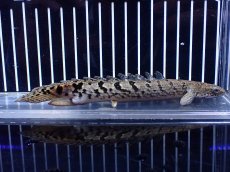 画像1: 【淡水魚】【通販】大きめ No11 ポリプテルス ポリプテルス ロイヤルバンドデルヘジィ(タイガーバンド)【個体販売大型魚(生体)(熱帯魚)NKO (1)