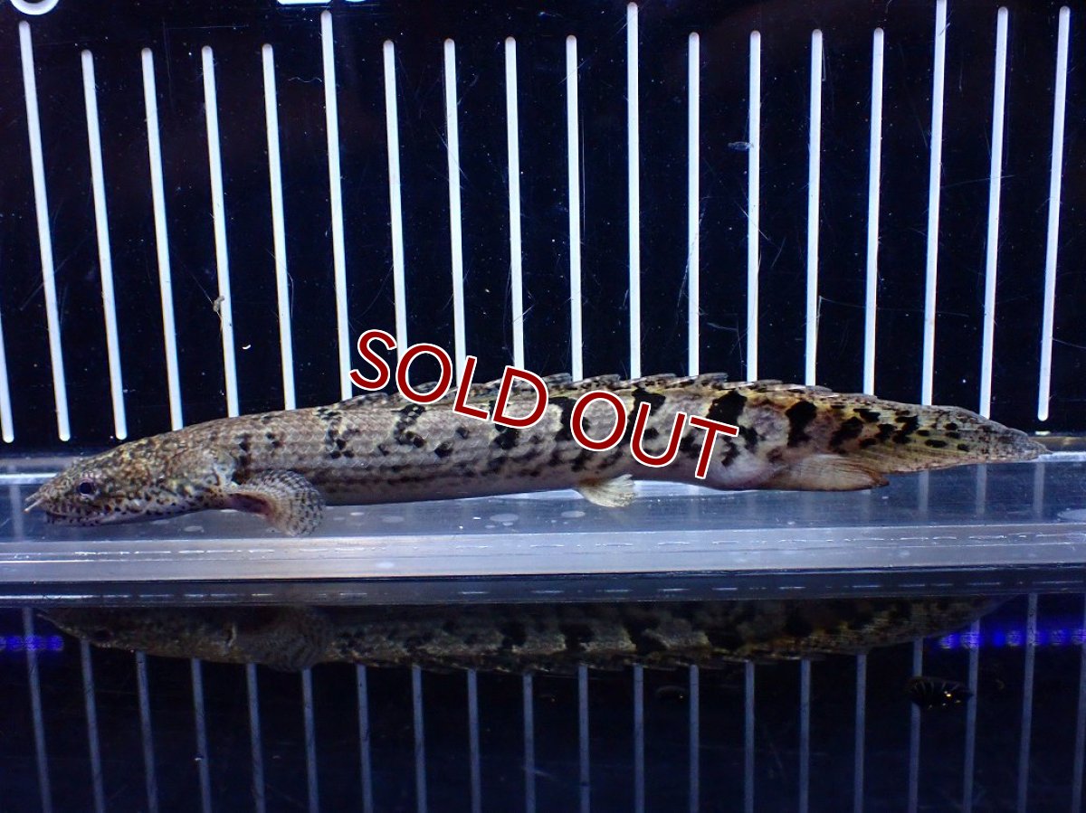 画像2: 【10%OFF対象商品30周年セール】【淡水魚】【通販】大きめ No11 ポリプテルス ポリプテルス ロイヤルバンドデルヘジィ(タイガーバンド)【個体販売大型魚(生体)(熱帯魚)NKO (2)