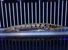 画像2: 【淡水魚】【通販】大きめ No11 ポリプテルス ポリプテルス ロイヤルバンドデルヘジィ(タイガーバンド)【個体販売大型魚(生体)(熱帯魚)NKO (2)
