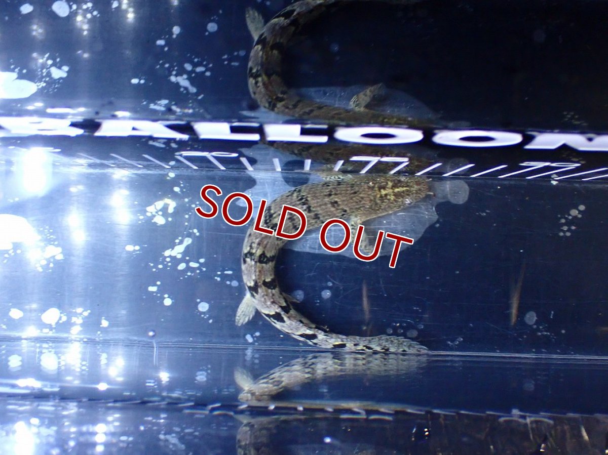 画像3: 【10%OFF対象商品30周年セール】【淡水魚】【通販】大きめ No11 ポリプテルス ポリプテルス ロイヤルバンドデルヘジィ(タイガーバンド)【個体販売大型魚(生体)(熱帯魚)NKO (3)