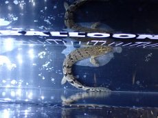 画像3: 【淡水魚】【通販】大きめ No11 ポリプテルス ポリプテルス ロイヤルバンドデルヘジィ(タイガーバンド)【個体販売大型魚(生体)(熱帯魚)NKO (3)