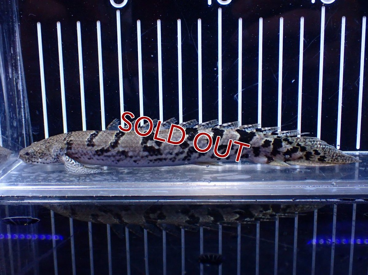 画像1: 【10%OFF対象商品30周年セール】【淡水魚】【通販】大きめ No12 ポリプテルス ポリプテルス ロイヤルバンドデルヘジィ(タイガーバンド)【個体販売大型魚(生体)(熱帯魚)NKO (1)