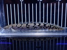 画像1: 【淡水魚】【通販】大きめ No12 ポリプテルス ポリプテルス ロイヤルバンドデルヘジィ(タイガーバンド)【個体販売大型魚(生体)(熱帯魚)NKO (1)