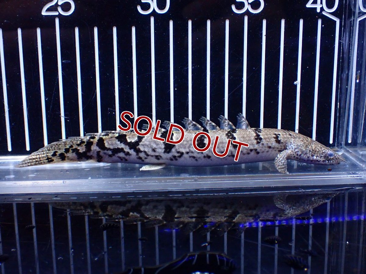 画像2: 【10%OFF対象商品30周年セール】【淡水魚】【通販】大きめ No12 ポリプテルス ポリプテルス ロイヤルバンドデルヘジィ(タイガーバンド)【個体販売大型魚(生体)(熱帯魚)NKO (2)