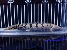 画像2: 【淡水魚】【通販】大きめ No12 ポリプテルス ポリプテルス ロイヤルバンドデルヘジィ(タイガーバンド)【個体販売大型魚(生体)(熱帯魚)NKO (2)