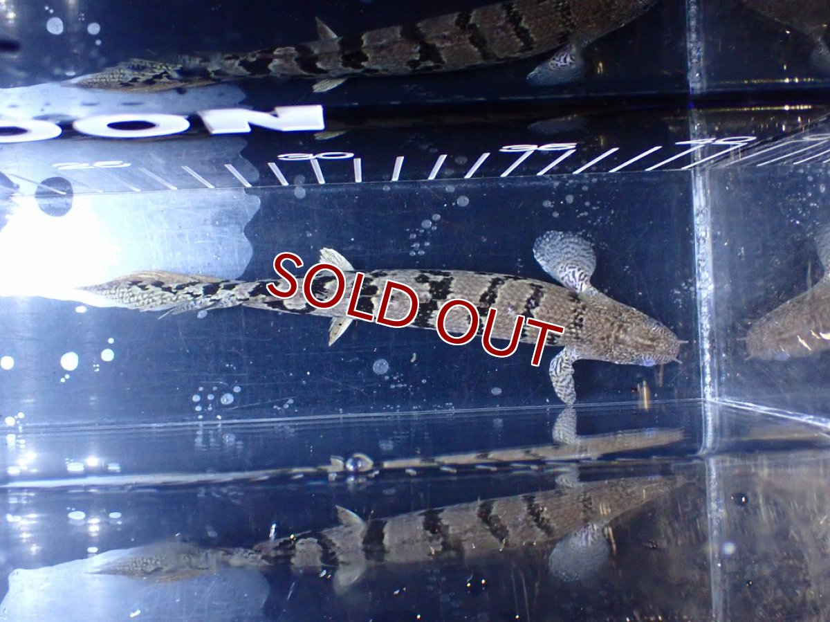画像3: 【10%OFF対象商品30周年セール】【淡水魚】【通販】大きめ No12 ポリプテルス ポリプテルス ロイヤルバンドデルヘジィ(タイガーバンド)【個体販売大型魚(生体)(熱帯魚)NKO (3)