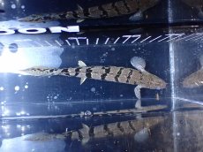 画像3: 【淡水魚】【通販】大きめ No12 ポリプテルス ポリプテルス ロイヤルバンドデルヘジィ(タイガーバンド)【個体販売大型魚(生体)(熱帯魚)NKO (3)