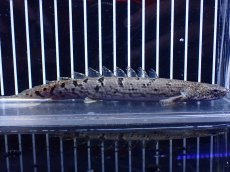 画像1: 【淡水魚】【通販】大きめ No13 ポリプテルス ポリプテルス ロイヤルバンドデルヘジィ(タイガーバンド)【個体販売大型魚(生体)(熱帯魚)NKO (1)