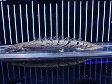 画像2: 【淡水魚】【通販】大きめ No13 ポリプテルス ポリプテルス ロイヤルバンドデルヘジィ(タイガーバンド)【個体販売大型魚(生体)(熱帯魚)NKO (2)