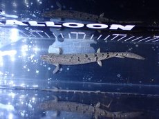 画像3: 【淡水魚】【通販】大きめ No13 ポリプテルス ポリプテルス ロイヤルバンドデルヘジィ(タイガーバンド)【個体販売大型魚(生体)(熱帯魚)NKO (3)