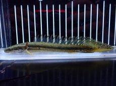 画像1: 【通販 淡水魚】No1 証明書付き ポリプテルス カミハタビキールビキール【個体販売】(±14cm)(大型魚)(生体)(熱帯魚)NKO (1)