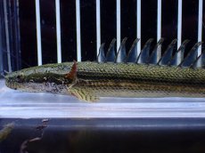 画像2: 【通販 淡水魚】No1 証明書付き ポリプテルス カミハタビキールビキール【個体販売】(±14cm)(大型魚)(生体)(熱帯魚)NKO (2)