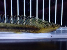 画像4: 【通販 淡水魚】No1 証明書付き ポリプテルス カミハタビキールビキール【個体販売】(±14cm)(大型魚)(生体)(熱帯魚)NKO (4)