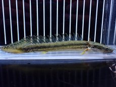 画像5: 【通販 淡水魚】No1 証明書付き ポリプテルス カミハタビキールビキール【個体販売】(±14cm)(大型魚)(生体)(熱帯魚)NKO (5)