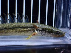 画像6: 【通販 淡水魚】No1 証明書付き ポリプテルス カミハタビキールビキール【個体販売】(±14cm)(大型魚)(生体)(熱帯魚)NKO (6)
