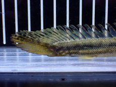 画像8: 【通販 淡水魚】No1 証明書付き ポリプテルス カミハタビキールビキール【個体販売】(±14cm)(大型魚)(生体)(熱帯魚)NKO (8)