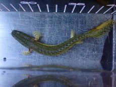 画像9: 【通販 淡水魚】No1 証明書付き ポリプテルス カミハタビキールビキール【個体販売】(±14cm)(大型魚)(生体)(熱帯魚)NKO (9)