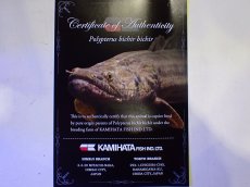 画像10: 【通販 淡水魚】No1 証明書付き ポリプテルス カミハタビキールビキール【個体販売】(±14cm)(大型魚)(生体)(熱帯魚)NKO (10)