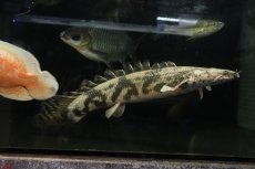 画像1: 【通販 淡水魚】爆安 ビッグサイズ ポリプテルス エンドリケリー【個体販売】(±29cm)(大型魚)(生体)(熱帯魚)NKO (1)