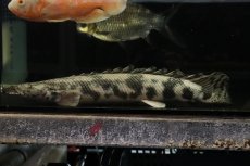 画像2: 【通販 淡水魚】爆安 ビッグサイズ ポリプテルス エンドリケリー【個体販売】(±29cm)(大型魚)(生体)(熱帯魚)NKO (2)