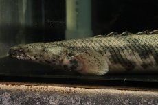 画像3: 【通販 淡水魚】爆安 ビッグサイズ ポリプテルス エンドリケリー【個体販売】(±29cm)(大型魚)(生体)(熱帯魚)NKO (3)