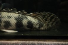 画像5: 【通販 淡水魚】爆安 ビッグサイズ ポリプテルス エンドリケリー【個体販売】(±29cm)(大型魚)(生体)(熱帯魚)NKO (5)