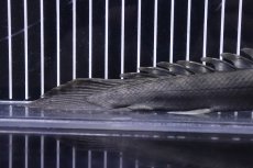 画像4: 【淡水魚】【通販】激安 No2 ポリプテルス ビキールビキール チャド産【個体販売】(±30cm)（大型魚）（生体）（熱帯魚）NKO (4)