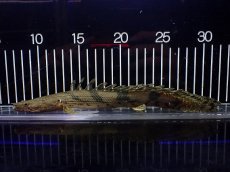 画像1: 【淡水魚】【通販】大特価 No6 ポリプテルス エンドリケリー ILARO産 ワイルド【個体販売】（大型魚）（生体）（熱帯魚）NKO (1)