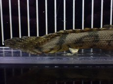 画像4: 【淡水魚】【通販】大特価 No8 ポリプテルス エンドリケリー ILARO産 ワイルド【個体販売】（大型魚）（生体）（熱帯魚）NKO (4)