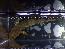 画像9: 【淡水魚】【通販】大特価 No8 ポリプテルス エンドリケリー ILARO産 ワイルド【個体販売】（大型魚）（生体）（熱帯魚）NKO (9)