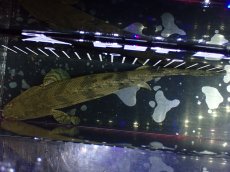 画像9: 【淡水魚】【通販】大特価 No11 ポリプテルス エンドリケリー ILARO産 ワイルド【個体販売】（大型魚）（生体）（熱帯魚）NKO (9)