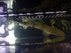 画像9: 【淡水魚】【通販】大特価 No12 ポリプテルス エンドリケリー ILARO産 ワイルド【個体販売】（大型魚）（生体）（熱帯魚）NKO (9)