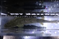 画像9: 【淡水魚】【通販】激安 No1 ポリプテルス エンドリケリー コンギクス(ビチャー) ワイルド【個体販売】(±35cm)（生体）（熱帯魚）NKO (9)