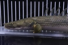 画像6: 【淡水魚】【通販】激安 No2 ポリプテルス エンドリケリー コンギクス(ビチャー) ワイルド【個体販売】(±35cm)（生体）（熱帯魚）NKO (6)