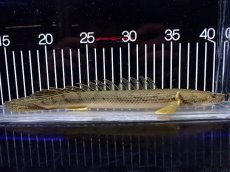 画像1: 【淡水魚】【通販】激安 No2 ポリプテルス エンドリケリー コンギクス(ビチャー) ワイルド【個体販売】(±25cm)（生体）（熱帯魚）NKO (1)