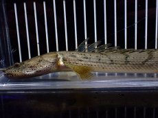 画像5: 【淡水魚】【通販】激安 No3 ポリプテルス エンドリケリー コンギクス(ビチャー) ワイルド【個体販売】(±24cm)（生体）（熱帯魚）NKO (5)