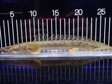 画像4: 【淡水魚】【通販】激安 No4 ポリプテルス エンドリケリー コンギクス(ビチャー) ワイルド【個体販売】(±24cm)（生体）（熱帯魚）NKO (4)