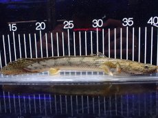 画像4: 【淡水魚】【通販】激安 No5 ポリプテルス エンドリケリー コンギクス(ビチャー) ワイルド【個体販売】(±25cm)（生体）（熱帯魚）NKO (4)