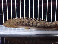 画像6: 【淡水魚】【通販】No2 ポリプテルス ウィークシー ワイルド【個体販売】(±15cm)（大型魚）（生体）（熱帯魚）NKO (6)