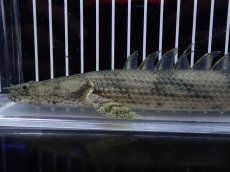 画像6: 【淡水魚】【通販】大特価 No1 ポリプテルス エンドリケリー ナイジェリア産 ワイルド【個体販売】(±24cm)大型魚（生体）（熱帯魚）NKO (6)