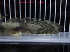 画像8: 【淡水魚】【通販】大特価 No1 ポリプテルス エンドリケリー ナイジェリア産 ワイルド【個体販売】(±24cm)大型魚（生体）（熱帯魚）NKO (8)