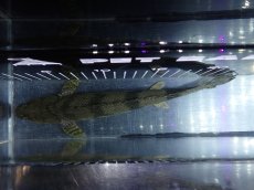 画像9: 【淡水魚】【通販】大特価 No1 ポリプテルス エンドリケリー ナイジェリア産 ワイルド【個体販売】(±24cm)大型魚（生体）（熱帯魚）NKO (9)