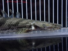 画像2: 【淡水魚】【通販】大特価 No2 ポリプテルス エンドリケリー ナイジェリア産 ワイルド【個体販売】(±27cm)大型魚（生体）（熱帯魚）NKO (2)