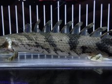 画像7: 【淡水魚】【通販】大特価 No2 ポリプテルス エンドリケリー ナイジェリア産 ワイルド【個体販売】(±27cm)大型魚（生体）（熱帯魚）NKO (7)