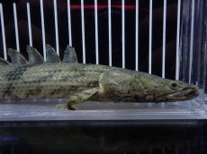 画像2: 【淡水魚】【通販】大特価 No3 ポリプテルス エンドリケリー ナイジェリア産 ワイルド【個体販売】(±26cm)大型魚（生体）（熱帯魚）NKO (2)