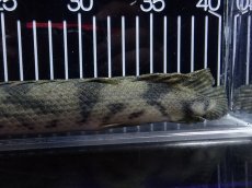 画像4: 【淡水魚】【通販】大特価 No4 ポリプテルス エンドリケリー ナイジェリア産 ワイルド【個体販売】(±27cm)大型魚（生体）（熱帯魚）NKO (4)